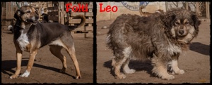 Folti und Leo suchen eine Familie Bild 1