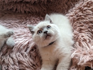 Reinrassige Britisch Kurzhaar Kitten in Point BKH Bild 3