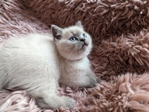 Reinrassige Britisch Kurzhaar Kitten in Point BKH Bild 4