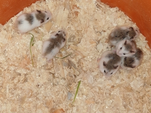 Roborowski Zwerghamster 