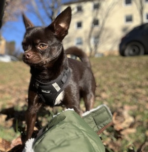 Chihuahua Deckrüde Bild 1