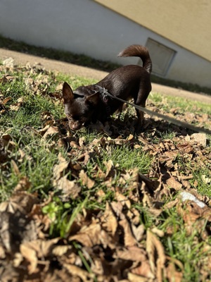 Chihuahua Deckrüde Bild 6