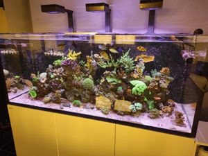 Echinopora Lamellosa, Chalice, Koralle, Meerwasser Aquarium  Bild 6