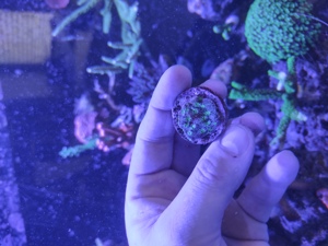 Echinopora Lamellosa, Chalice, Koralle, Meerwasser Aquarium  Bild 5