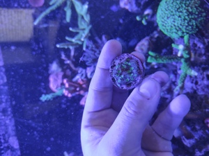 Echinopora Lamellosa, Chalice, Koralle, Meerwasser Aquarium  Bild 4