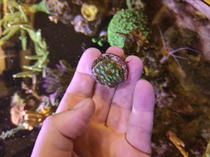 Echinopora Lamellosa, Chalice, Koralle, Meerwasser Aquarium  Bild 3