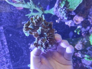 Pavona Cactus Ultra grün Koralle Meerwasser Bild 6