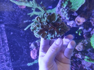 Pavona Cactus Ultra grün Koralle Meerwasser Bild 2