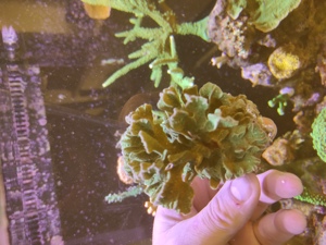 Pavona Cactus Ultra grün Koralle Meerwasser Bild 7