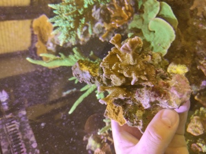 2 unterschiedliche Montipora auf Stein Koralle Meerwasser Bild 4