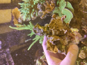 2 unterschiedliche Montipora auf Stein Koralle Meerwasser Bild 7
