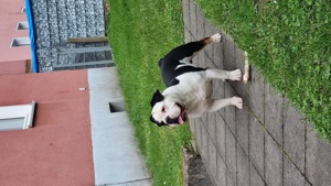 Englische Bulldogge