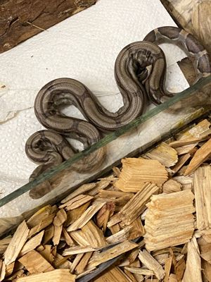 Boa Constrictor Imperator Babys( Natur )