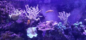 Salzwasser Fischer mit Korallen und Anemone  Bild 4