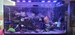 Salzwasser Fischer mit Korallen und Anemone  Bild 1