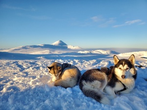 Noch 4 von 6 Siberian Huskywelpen suchen ein neues zu Hause Bild 1