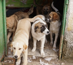 Kiro, geb. ca. 10 2023, lebt in GR, auf einem Gelände, auf dem die Hunde notdürftig versorgt werden Bild 9