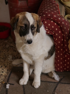 Kiro, geb. ca. 10 2023, lebt in GR, auf einem Gelände, auf dem die Hunde notdürftig versorgt werden Bild 10