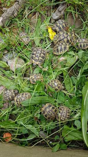 Griechische Landschildkröten 