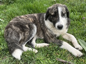Paula, geb. ca. 07 2023, lebt in GR, auf einem Gelände, auf dem die Hunde notdürftig versorgt werden Bild 10