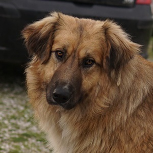  Geros, geb. ca. 03 2023, lebt in GRIECHENLAND, auf Gelände, wo die Hunde notdürftig versorgt werden Bild 1