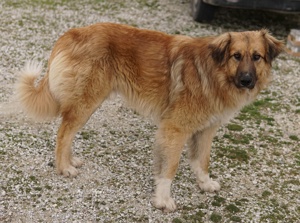  Geros, geb. ca. 03 2023, lebt in GRIECHENLAND, auf Gelände, wo die Hunde notdürftig versorgt werden Bild 10