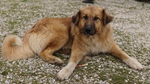  Geros, geb. ca. 03 2023, lebt in GRIECHENLAND, auf Gelände, wo die Hunde notdürftig versorgt werden Bild 4