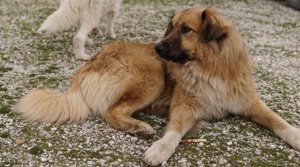  Geros, geb. ca. 03 2023, lebt in GRIECHENLAND, auf Gelände, wo die Hunde notdürftig versorgt werden Bild 2