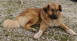  Geros, geb. ca. 03 2023, lebt in GRIECHENLAND, auf Gelände, wo die Hunde notdürftig versorgt werden Bild 3