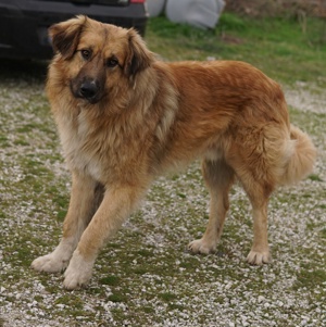  Geros, geb. ca. 03 2023, lebt in GRIECHENLAND, auf Gelände, wo die Hunde notdürftig versorgt werden Bild 7