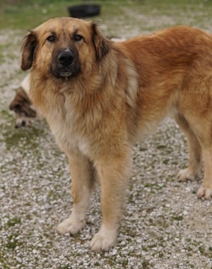  Geros, geb. ca. 03 2023, lebt in GRIECHENLAND, auf Gelände, wo die Hunde notdürftig versorgt werden Bild 9