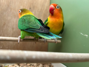 Lovebirds klein Papagein zwerg Papagei  Bild 2
