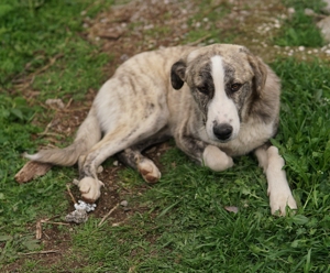 Xabi, geb. ca. 07 2023, lebt in GR, auf einem Gelände, auf dem die Hunde notdürftig versorgt werden Bild 6