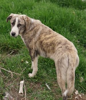 Xabi, geb. ca. 07 2023, lebt in GR, auf einem Gelände, auf dem die Hunde notdürftig versorgt werden Bild 3