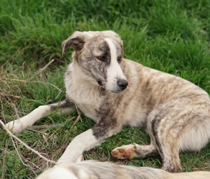 Xabi, geb. ca. 07 2023, lebt in GR, auf einem Gelände, auf dem die Hunde notdürftig versorgt werden Bild 4