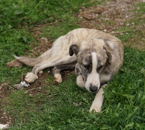 Xabi, geb. ca. 07 2023, lebt in GR, auf einem Gelände, auf dem die Hunde notdürftig versorgt werden Bild 5