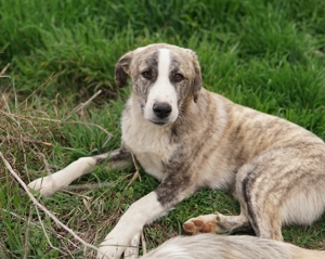 Xabi, geb. ca. 07 2023, lebt in GR, auf einem Gelände, auf dem die Hunde notdürftig versorgt werden Bild 10