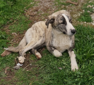 Xabi, geb. ca. 07 2023, lebt in GR, auf einem Gelände, auf dem die Hunde notdürftig versorgt werden Bild 7