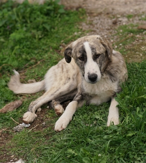 Xabi, geb. ca. 07 2023, lebt in GR, auf einem Gelände, auf dem die Hunde notdürftig versorgt werden Bild 2