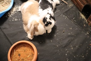 Mini - Lop Kaninchen Philipo & Luna suchen neues Zuhause ;) Bild 3