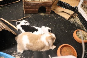 Mini - Lop Kaninchen Philipo & Luna suchen neues Zuhause ;) Bild 4
