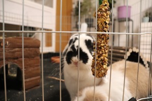 Mini - Lop Kaninchen Philipo & Luna suchen neues Zuhause ;) Bild 2