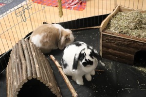 Mini - Lop Kaninchen Philipo & Luna suchen neues Zuhause ;) Bild 1
