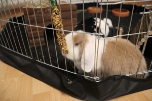 Mini - Lop Kaninchen Philipo & Luna suchen neues Zuhause ;) Bild 5