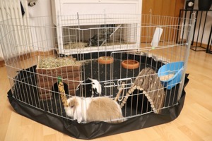 Mini - Lop Kaninchen Philipo & Luna suchen neues Zuhause ;) Bild 7