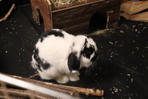 Mini - Lop Kaninchen Philipo & Luna suchen neues Zuhause ;) Bild 6