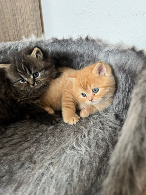 Zwei Perser Baby Katzen  Bild 3