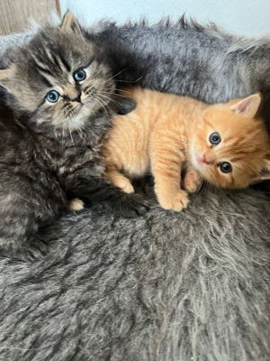 Zwei Perser Baby Katzen  Bild 5