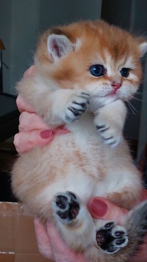 Wunderschöne BKH Britisch Kurzhaar Kitten Bild 4