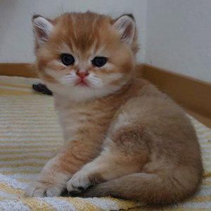 Wunderschöne BKH Britisch Kurzhaar Kitten Bild 2
